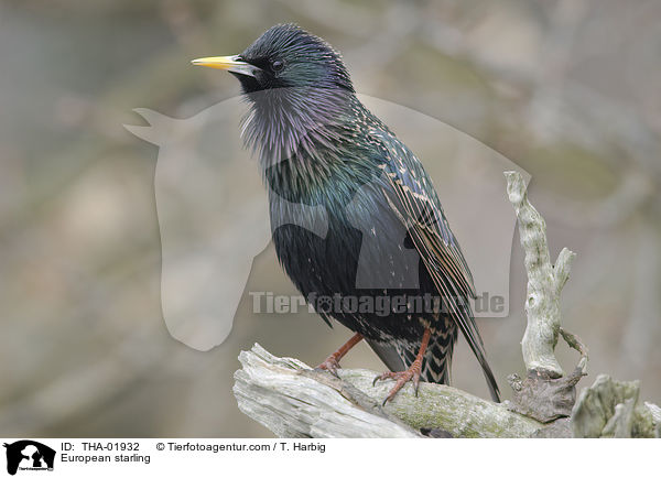 Star / European starling / THA-01932