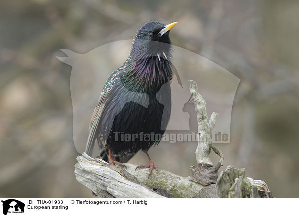 European starling / THA-01933