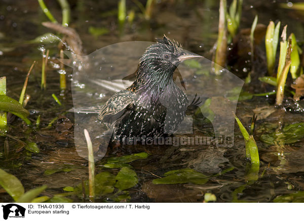 European starling / THA-01936