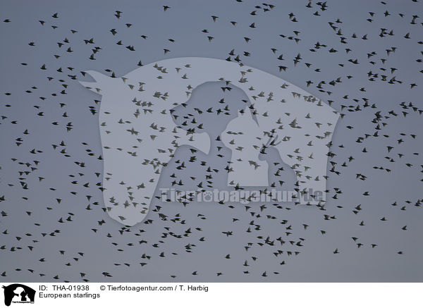 Stare / European starlings / THA-01938