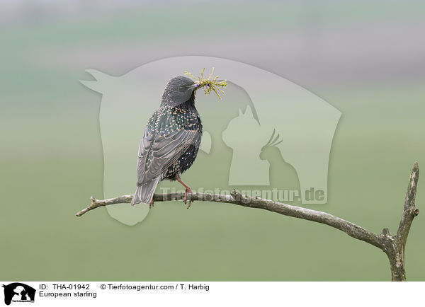 Star / European starling / THA-01942