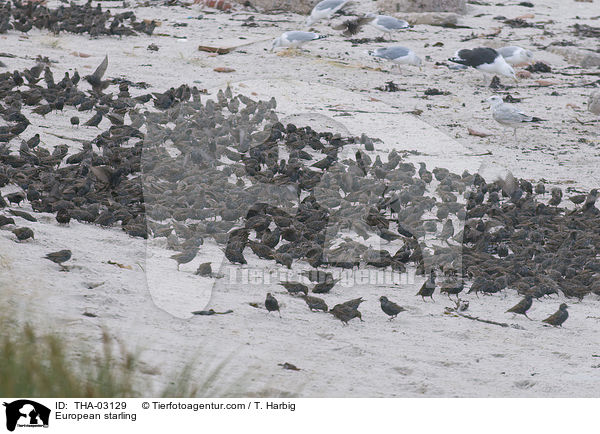 Stare / European starling / THA-03129