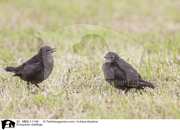 Stare / European starlings / MBS-11148