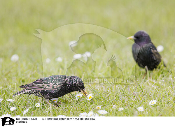 Stare / starlings / MBS-14235