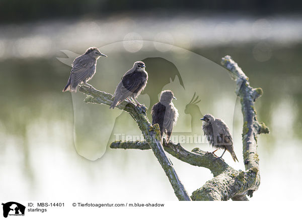 Stare / starlings / MBS-14401
