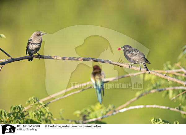 sitzende Stare / sitting Starling / MBS-19860