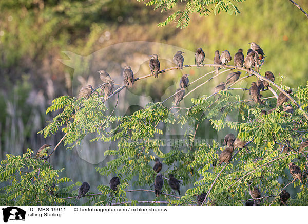 sitzende Stare / sitting Starling / MBS-19911