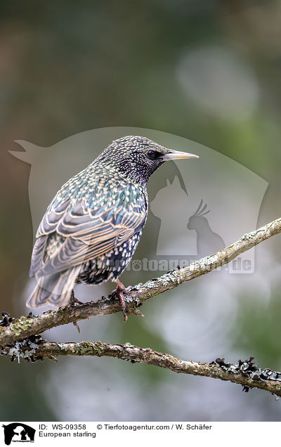 Star / European starling / WS-09358