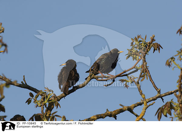 Stare / European starlings / FF-10845