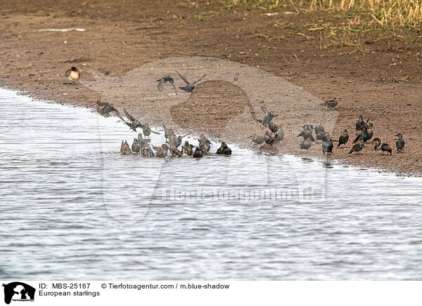European starlings / MBS-25167
