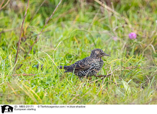 European starling / MBS-25171