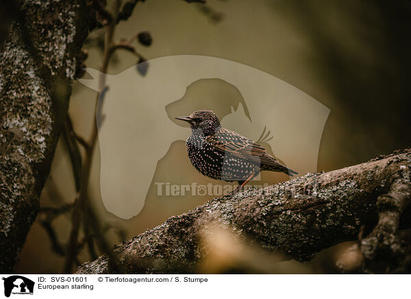 Star / European starling / SVS-01601