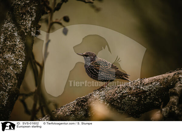 European starling / SVS-01602