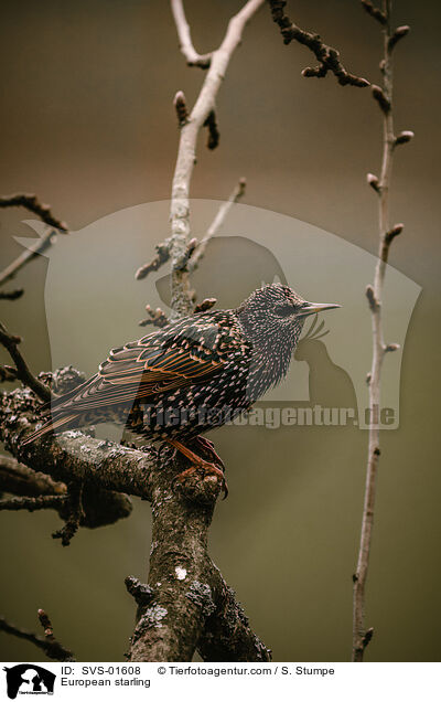 European starling / SVS-01608