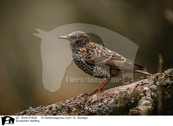 Star / European starling / SVS-01609