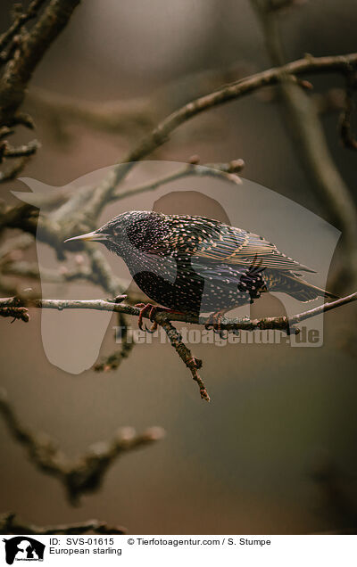 European starling / SVS-01615