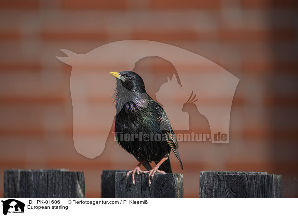 Star / European starling / PK-01606