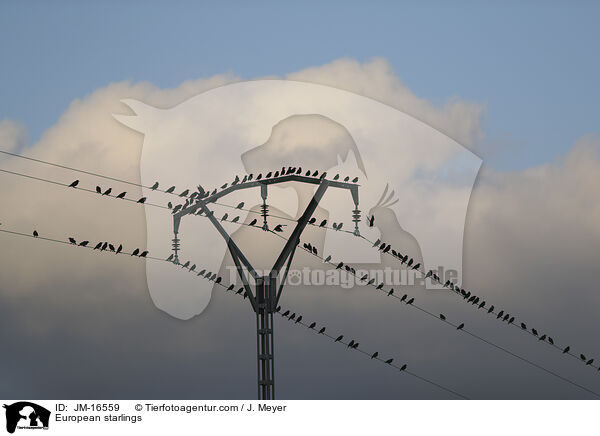 European starlings / JM-16559