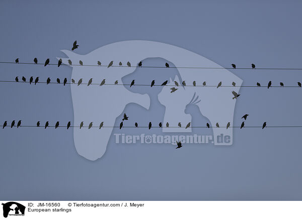 European starlings / JM-16560