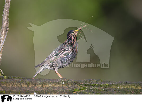 Star / European starling / THA-10258