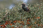 European starling