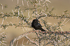 Glossy Starling