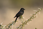 Glossy Starling