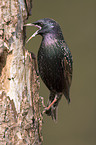 starling