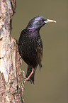 starling