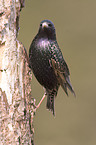 starling