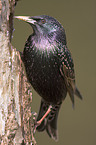 starling