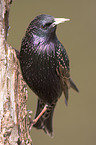 starling