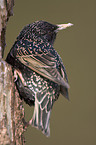 starling