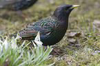 European starling