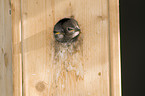 European starling babys