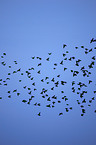 starlings