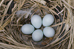 European starling eggs