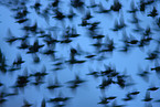 European starlings