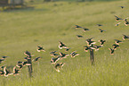 European starlings