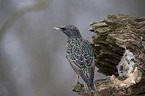 European starling