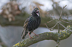 European starling