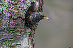 European starling