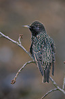 European starling