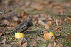 European starling