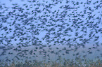 European starlings