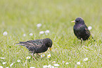 starlings