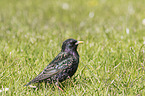 starling