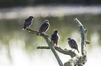 starlings