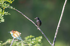 sitting Starling