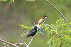 sitting Starling